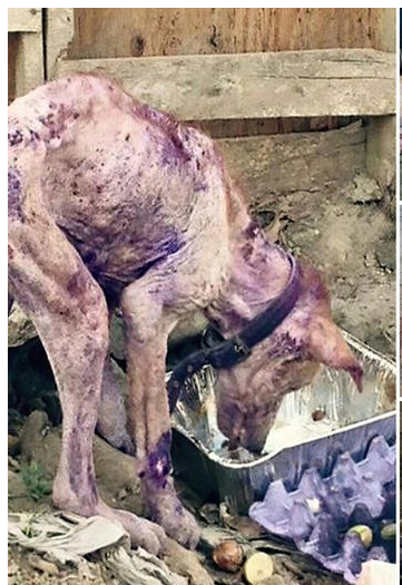 Abuelita Desconsolada Llora al No Poder Alimentar a los Callejeritos que Rescata, Tras ser Robada por Su Propio Hijo