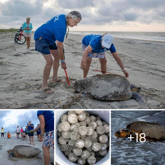 Momento desgarrador: Perro que yace indefenso en medio de la carretera levanta la cabeza, provocando lágrimas y desesperación