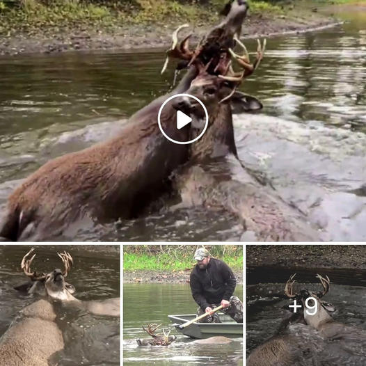 I can’t image this moment! Tangled deer saved from drowning thanks to heart-wrenching rescue