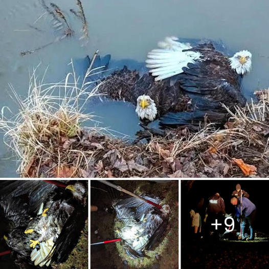 OMG! Eagles Get Into A Fight And Get Embarrassingly Stuck. Luckily, The Rescuers Have a Quick Action.