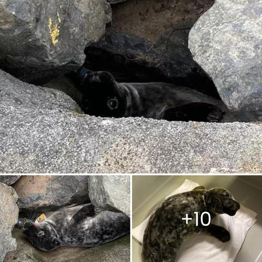 Heartwarming Moment: Rescuers Strive to Liberate Velvety Captive Entrapped Amidst Weighty Rocks