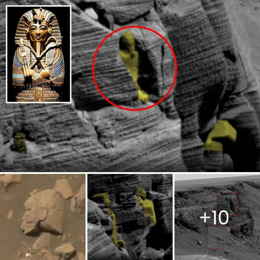 Cachorro Devastado se Niega a Apartarse del Lugar donde Vio por Última Vez a su Mamá