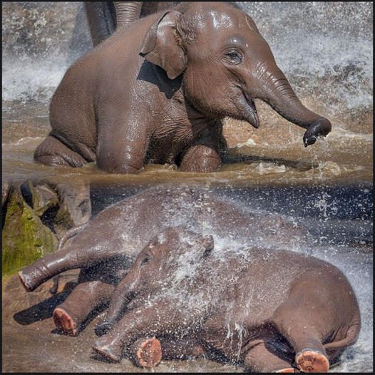 The kids never forget to play! Adorable moment captures baby elephants playing together under a waterfall on a hot day