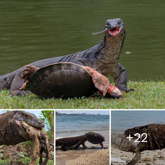 Renowned for having the strongest bite in the natural world, the apricot dragon always instills fear in the Komodo dragon. The video showcases the Komodo dragon’s intelligence as it effortlessly defeats a turtle.