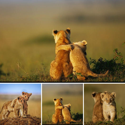 Soldados en Ucrania Adoptan a un Cachorrito Atemorizado, Quien Ahora los Cuida con Lealtad y Amor Incondicional.