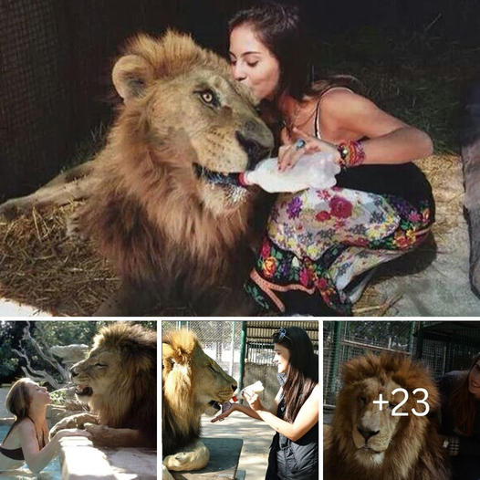 Corazón Roto: Pitbull Rescatado en Estado Crítico, Débil y Demacrado, Tras Sobrevivir en una Casa Abandonada