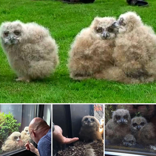 It’s amazing that you can say that only once in your life you can see this: Man befriends giant owl family after mother of 3 children nests in planter right next to outside his window