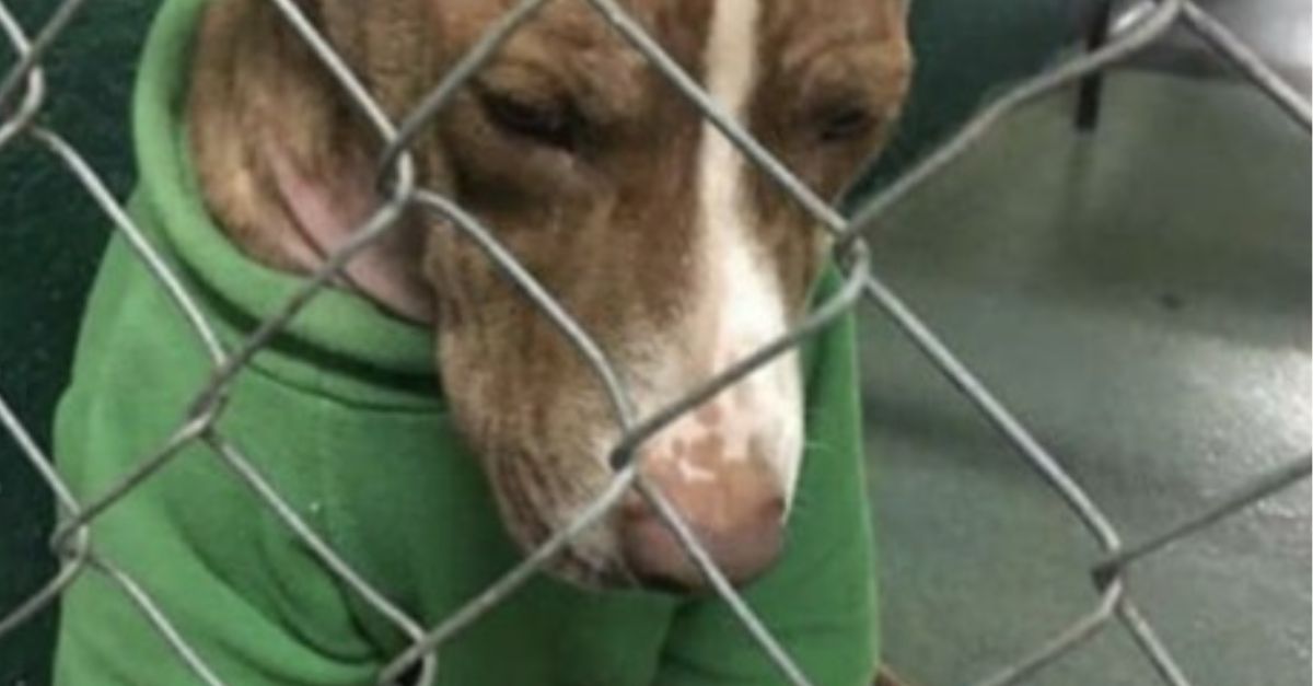 De Abandonado y Débil a Rescatado y Amado: El Desgarrador Viaje de Este Perro desde Condiciones Extremas