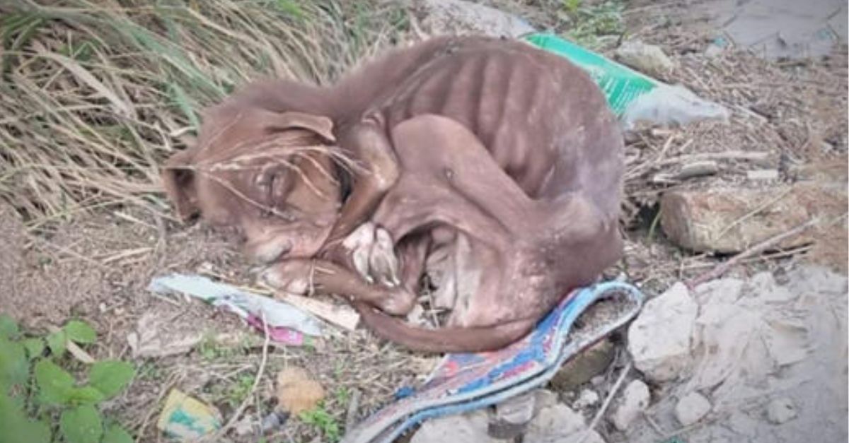 The Shivering Leopard in The Well, His Eyes Say It All. Brave Rescuers Risk Their Lives to Save a Trapped Leopard, Restoring Hope and Kindness in the Wild