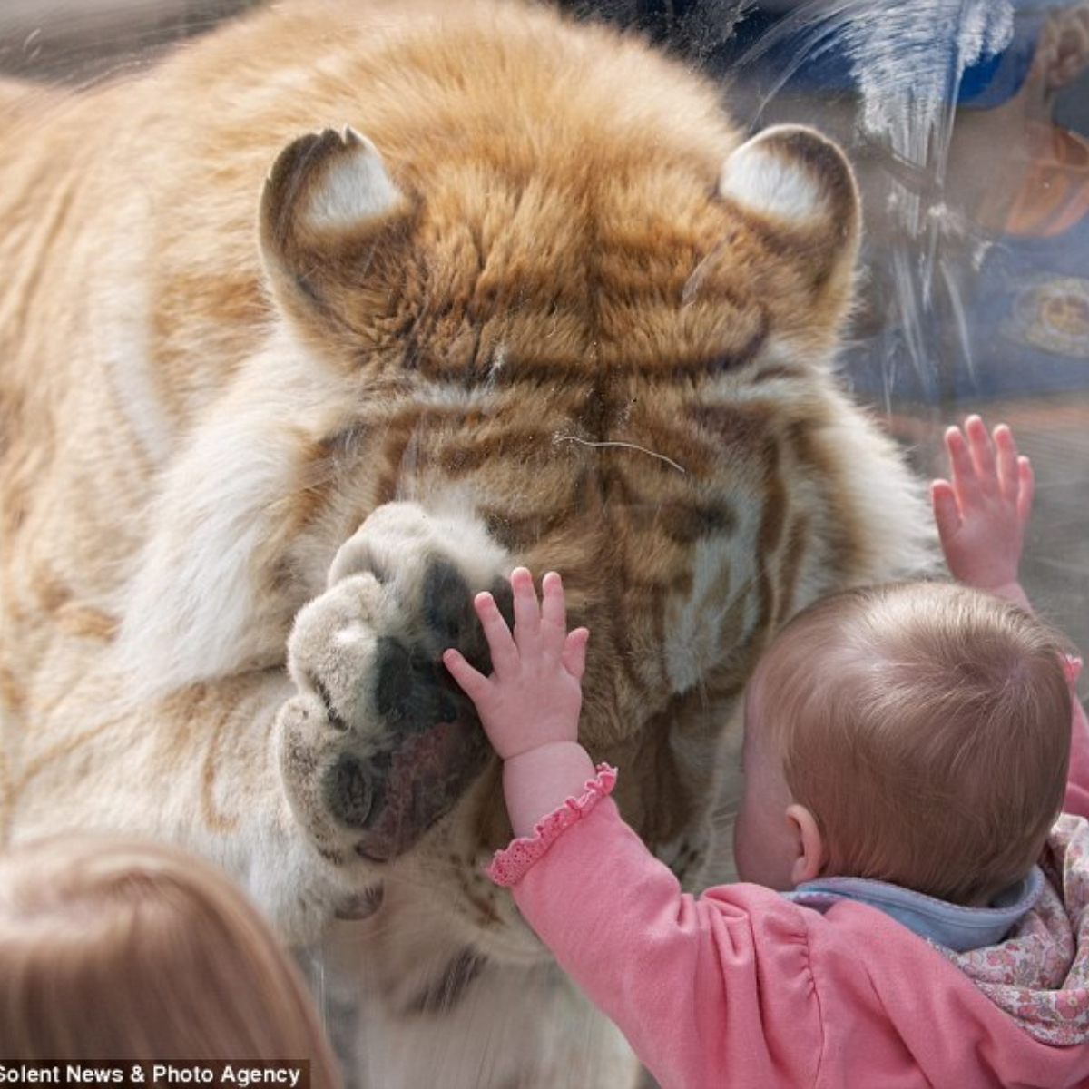 So Cute: A recently posted video has attracted the attention of millions of people around the world as a 370-pound tiger bowed its head and placed its paw on the hand of a toddler girl in Washington.