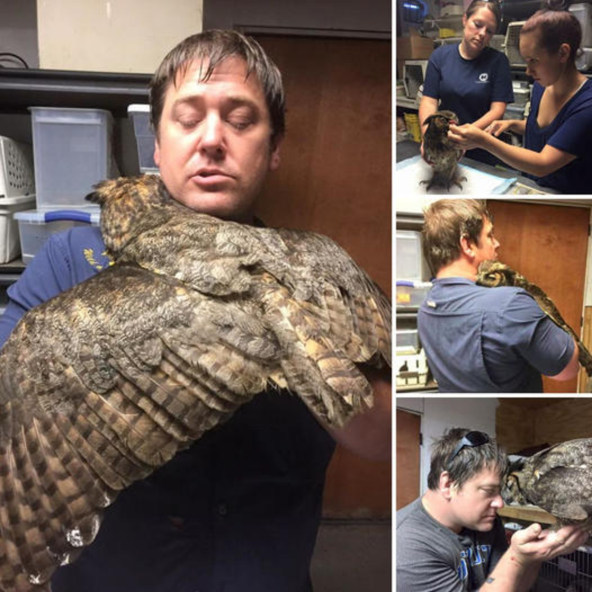 The great-horned owl, grateful to the benefactor who saved his life, hugged the man tightly and did not let go, making many people extremely emotional