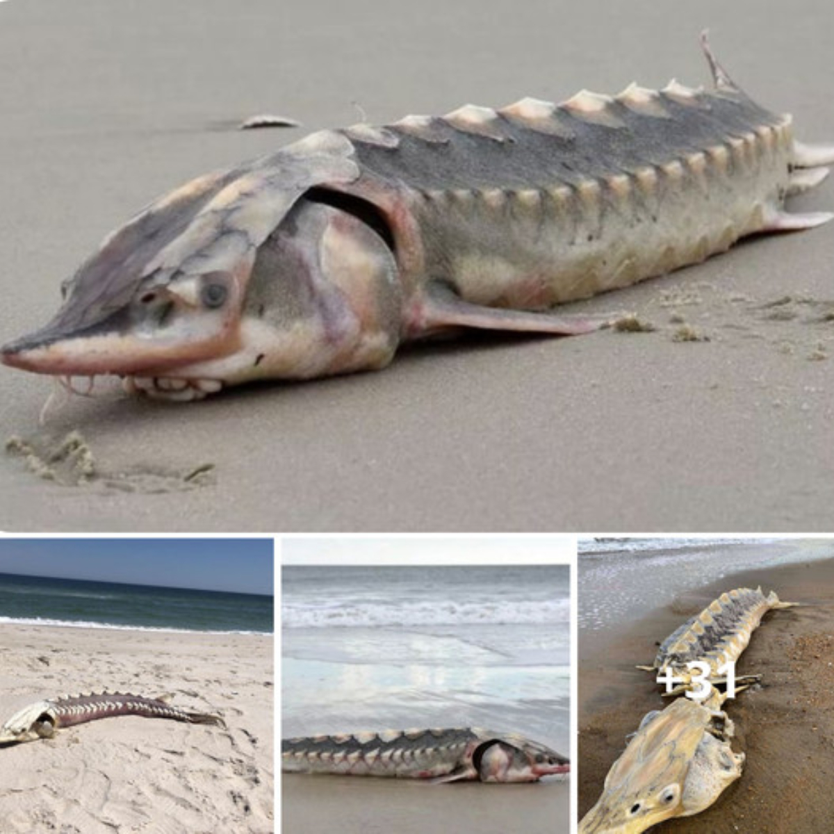 So Big! Freakish 3ft long sea ‘dinosaur’ with hard-plate armour found washed up on beach