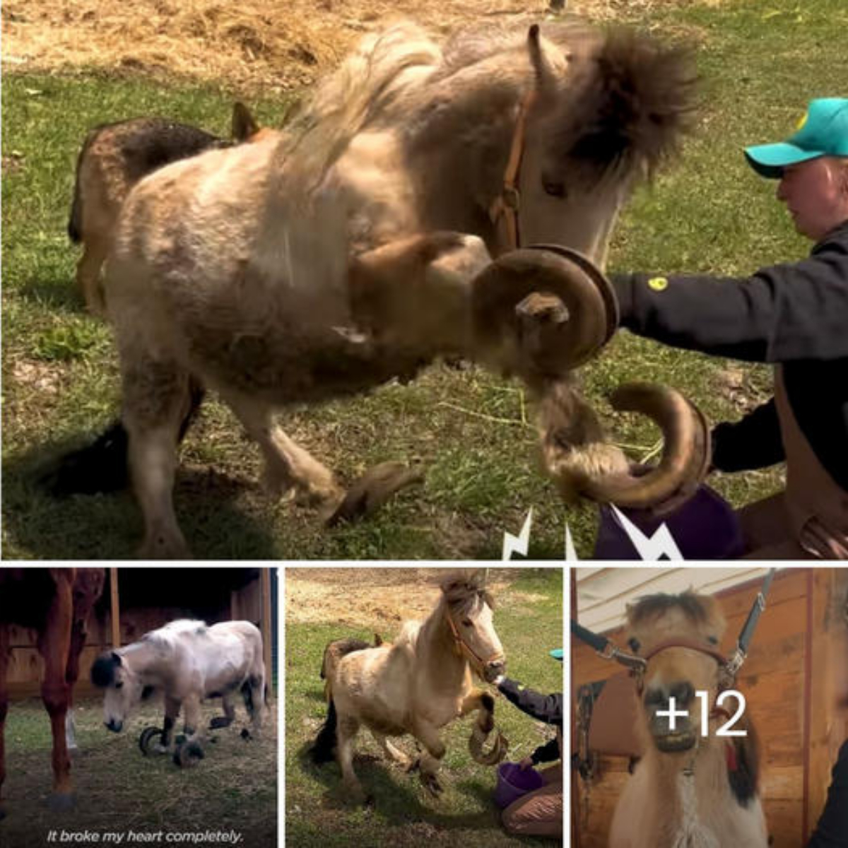 Pony with Overgrown Hooves Finds Relief from Neglect, Walks Normally Again After Rehabilitation