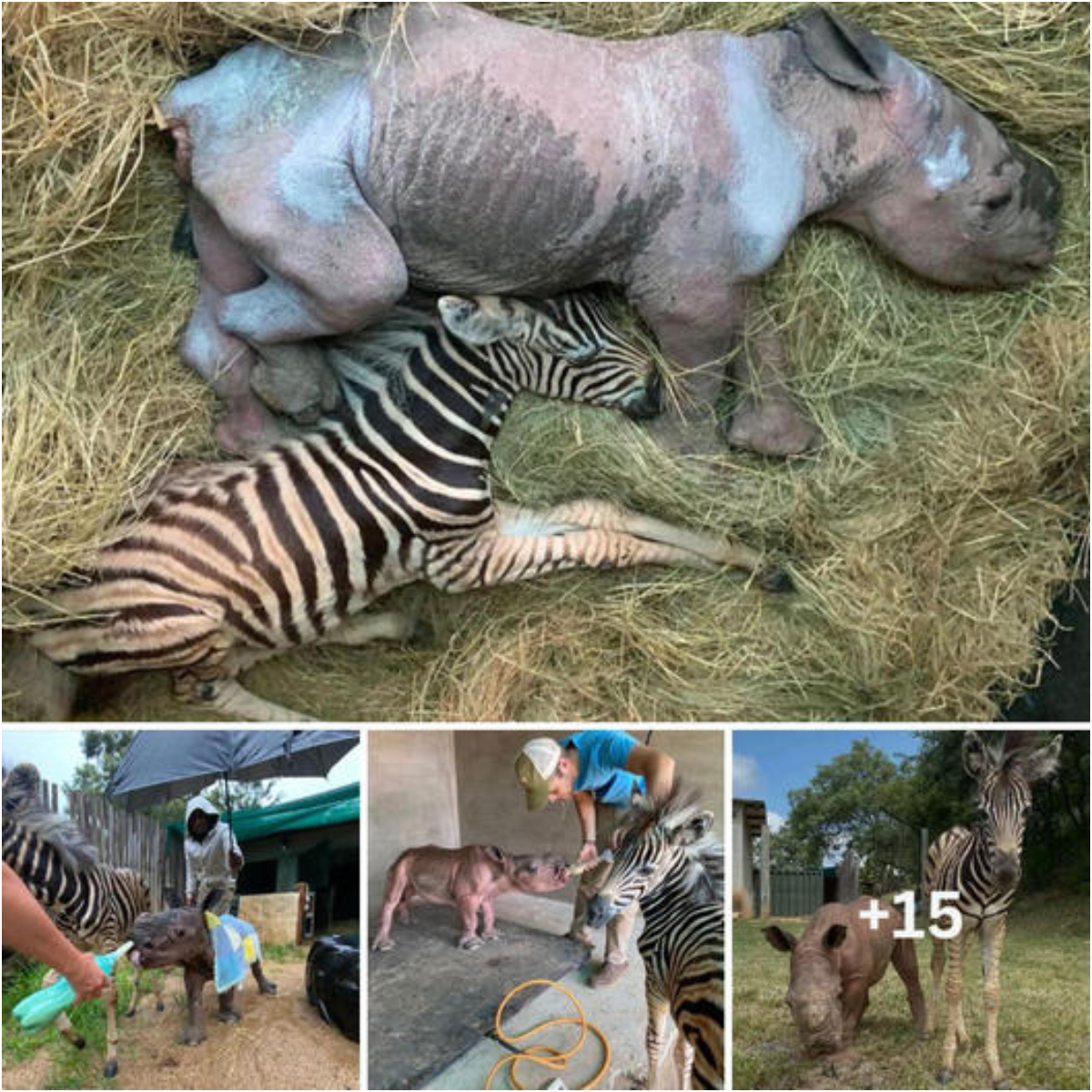 So Lovely! Only the two of us left! Two orphans wandering alone in the forest without a mother were rescued with their first luggage of loving milk bottles