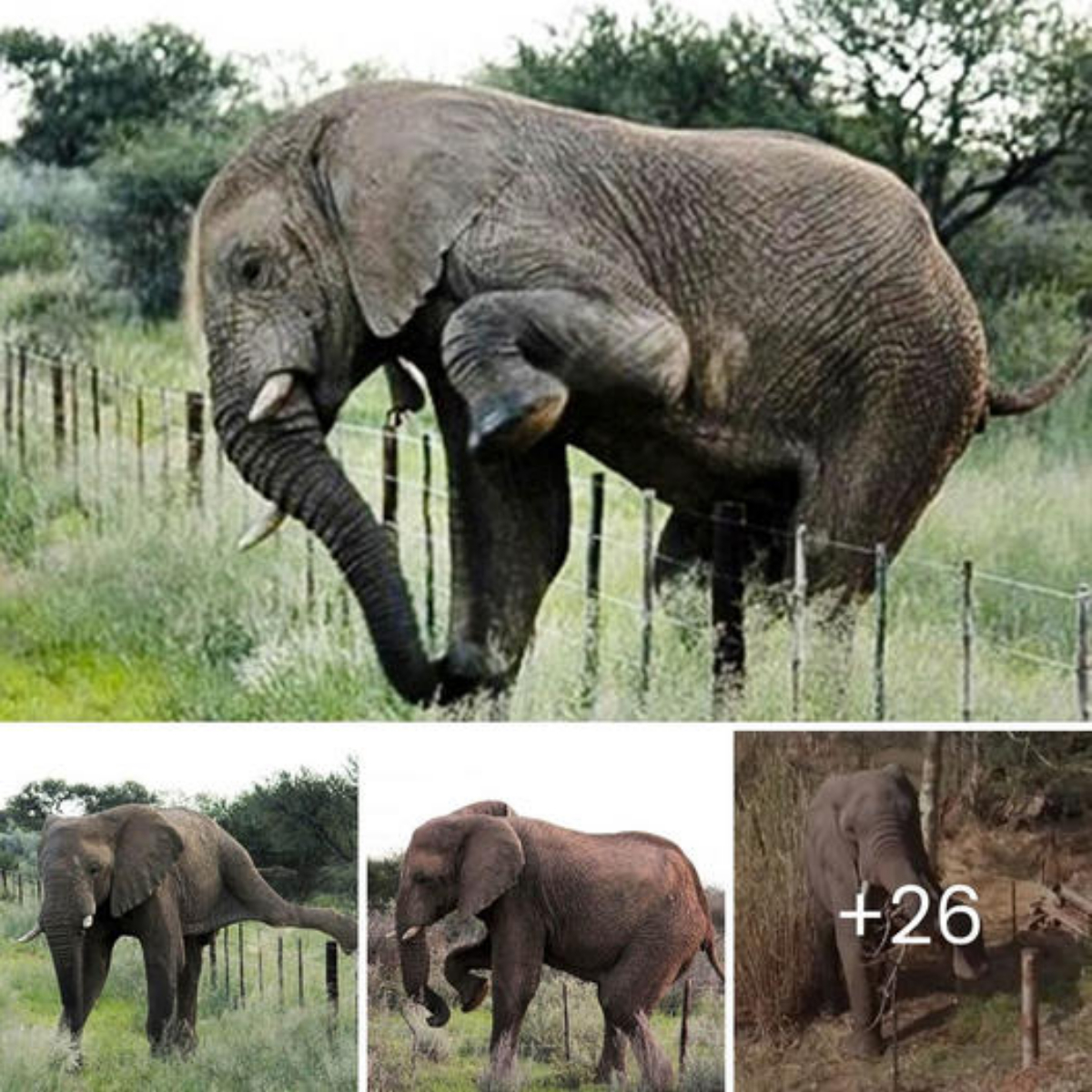 Héroe Anónimo: Hombre Rescata a un Perrito con la Lengua Congelada a una Alcantarilla, Conmoviendo Corazones con su Acto