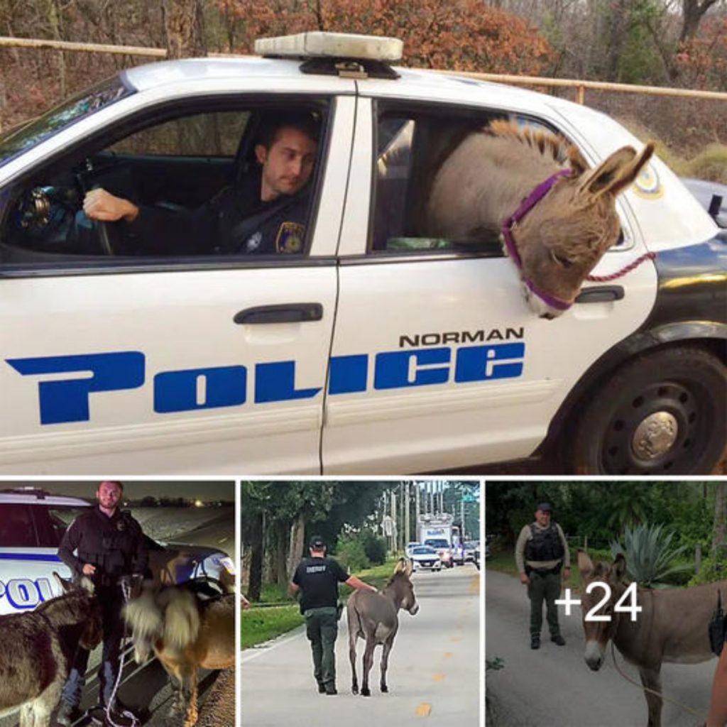 Incredible Rescue: Giant Sea Turtle, Trapped Between Rocks and Losing ...