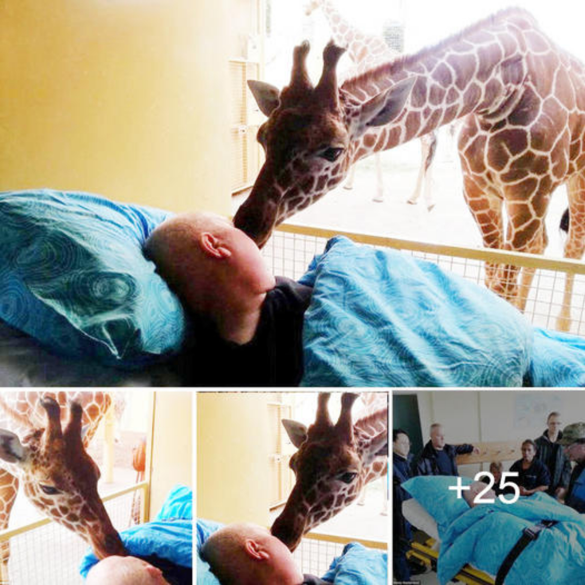 A heartfelt moment as a giraffe gives a final goodbye kiss to the zookeeper (86-year-old) on his һoѕріtаɩ bed