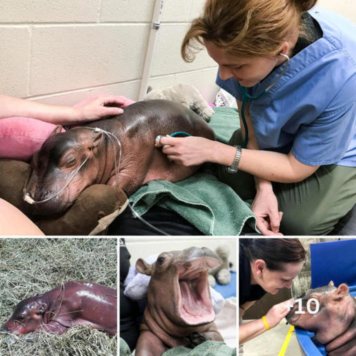 Touching Bond: Florida Woman Cares for 600-Pound White Bengal Tiger and 400-Pound Orange Bengal Tiger, Treating Them Like Beloved Pets