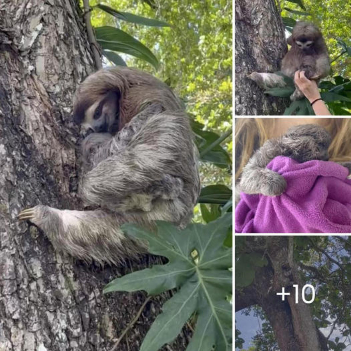 Abandoned at Birth Due to a Cleft Lip, This Brave Puppy Defied the Odds and Found a Loving Home