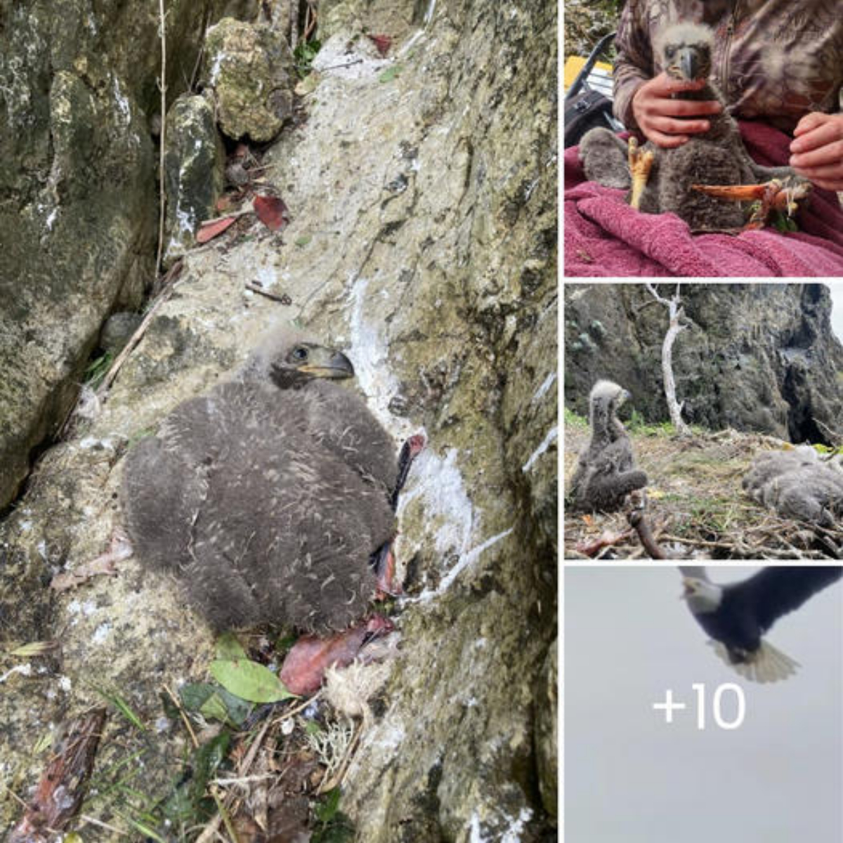 Heartbreaking Transformation: Dramatic Before and After Images of Lurcher Found Starving and Covered in Fleas, RSPCA’s Worst Neglect Case