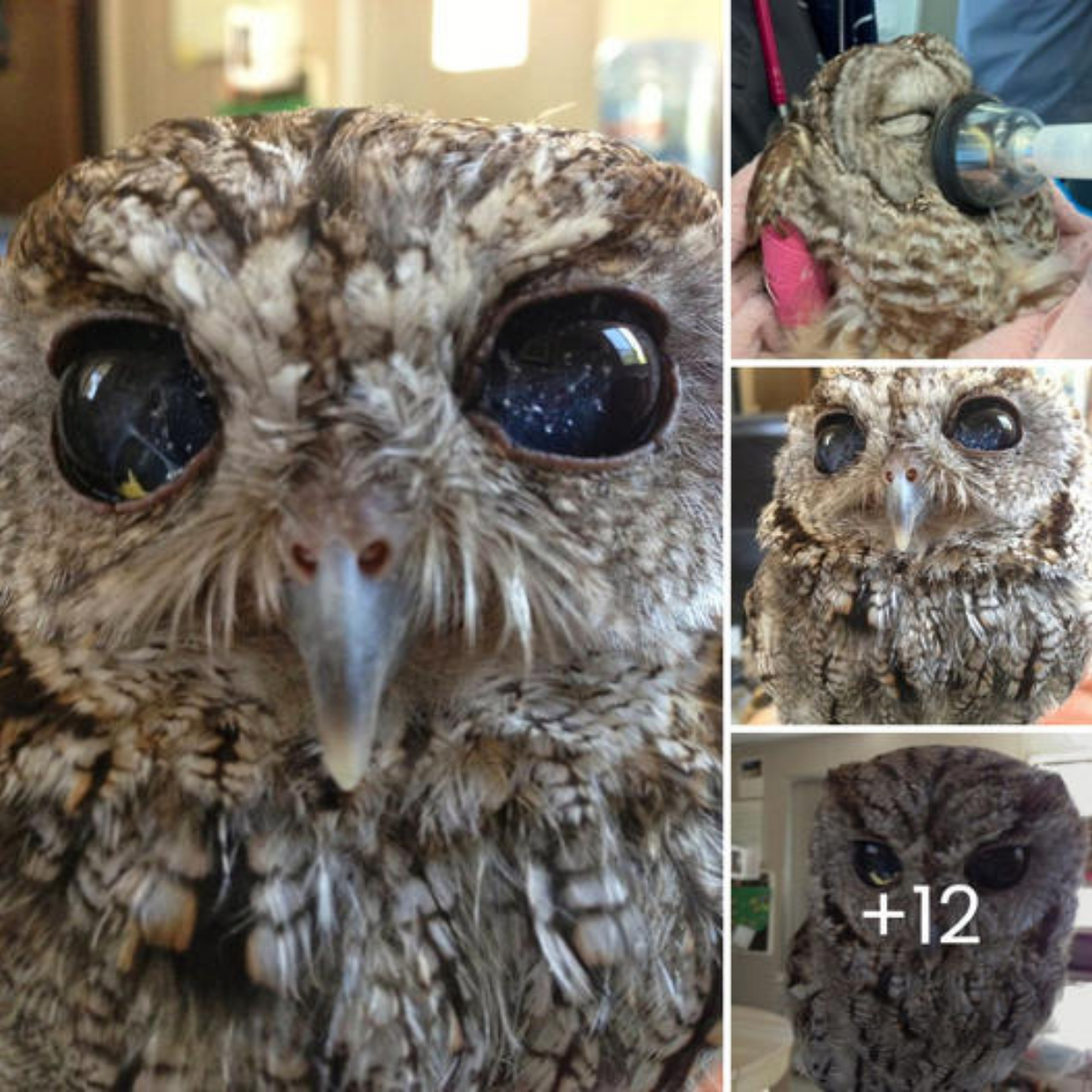 Woa! Most Beautiful Eyes Ever but Sad. Heartwarming Story of Wildlife Rescue Center Finds Owl with Blind but Incredible Eyes Shining Like Little Galaxies