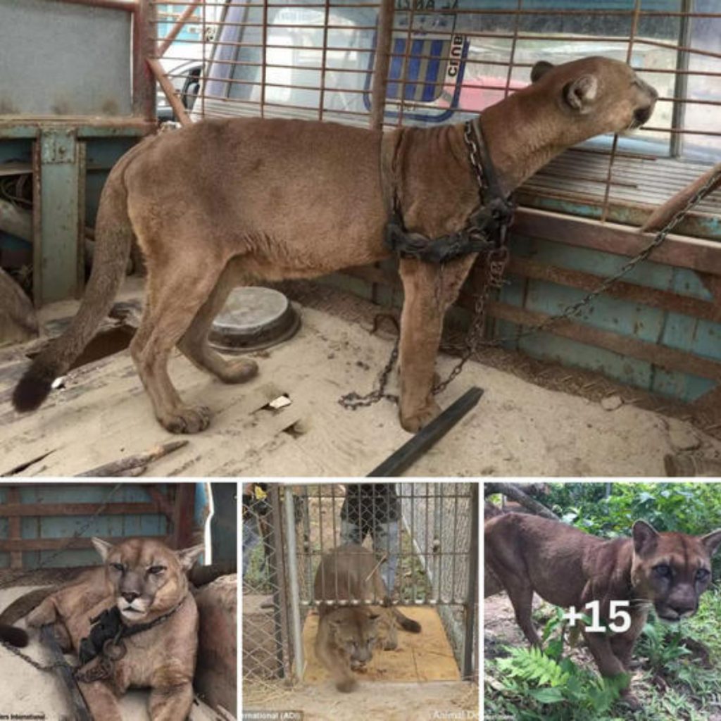 Too Long for Happy Ending! The loneliest mountain lion in the world ...