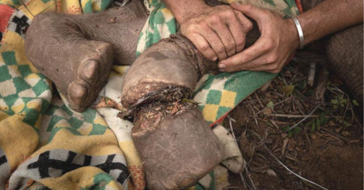 Perrito Callejero Rescatado Se Aferró a Su Héroe con Alivio, Sabiendo Que Por Fin Está a Salvo en Su Nuevo Hogar