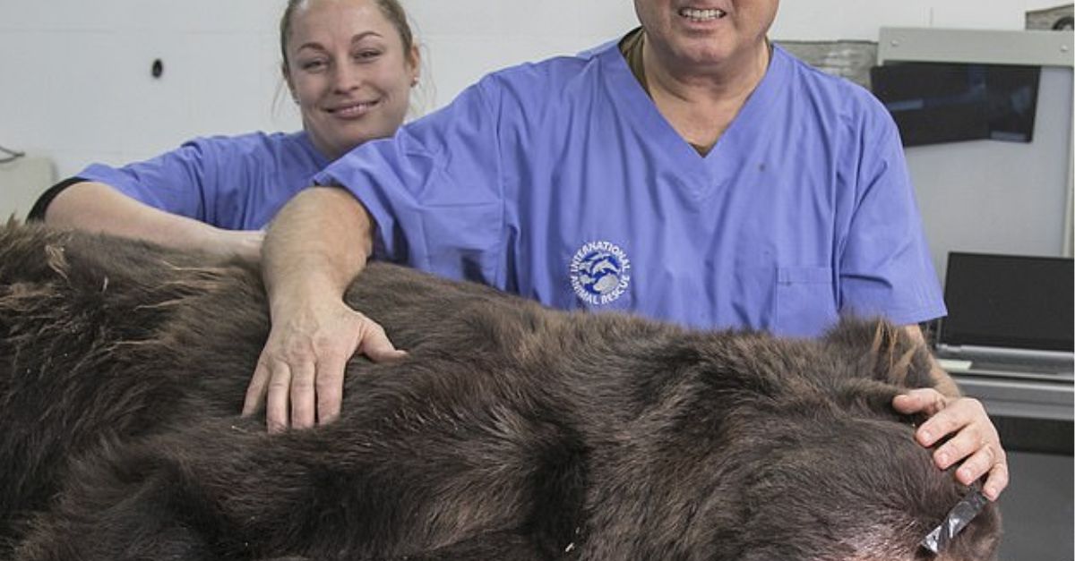 Wild Bear Miraculously Rescued After Thrilling 14-Hour Ordeal Trapped in Chinese Hydropower Station’s Tumultuous Waters, Igniting Worldwide Awe