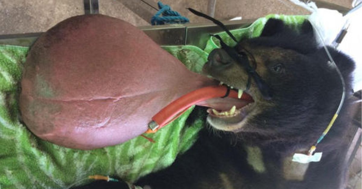 Heartbreaking Tale: Terrified Dog, Caged So Long She Couldn’t Walk, Learns to Run Again After Charity’s Touching Rescue