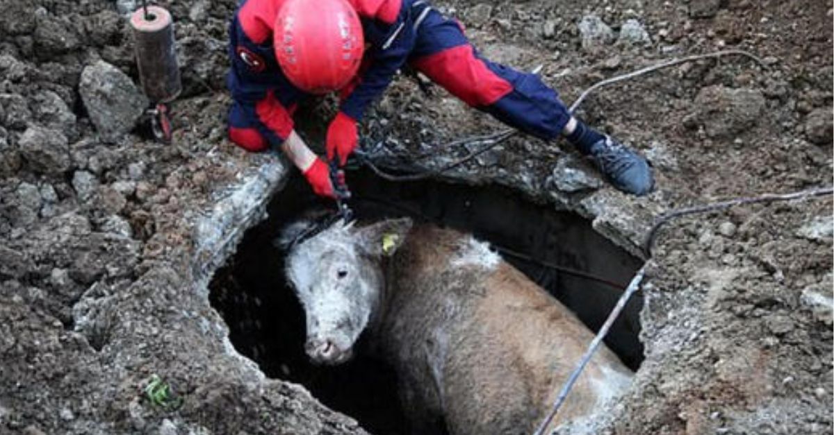 Love Receives Love: Deer Returns with Its Herd to Express Gratitude to the Man Who Saved Its Life, Showcasing Unforgettable Moment