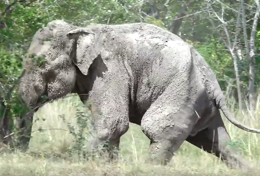 Heartwarming Moment: Wildlife Officers Rush to Aid Elderly Elephant with Tumor, Ensuring Swift Treatment in Its Time of Need