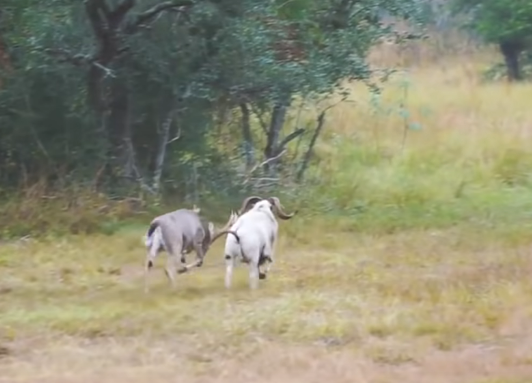 Amazing Showdown: Texas Dall Ram and Large Buck Engage in Fierce Head-to-Head Battle for Dominance in the Wild