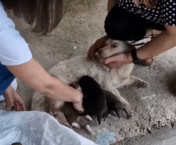 Heartbreaking Images Capture Traumatised Hyena Giving Birth After Struggle in a Snare, Reflecting Pain and Resilience, She Made It