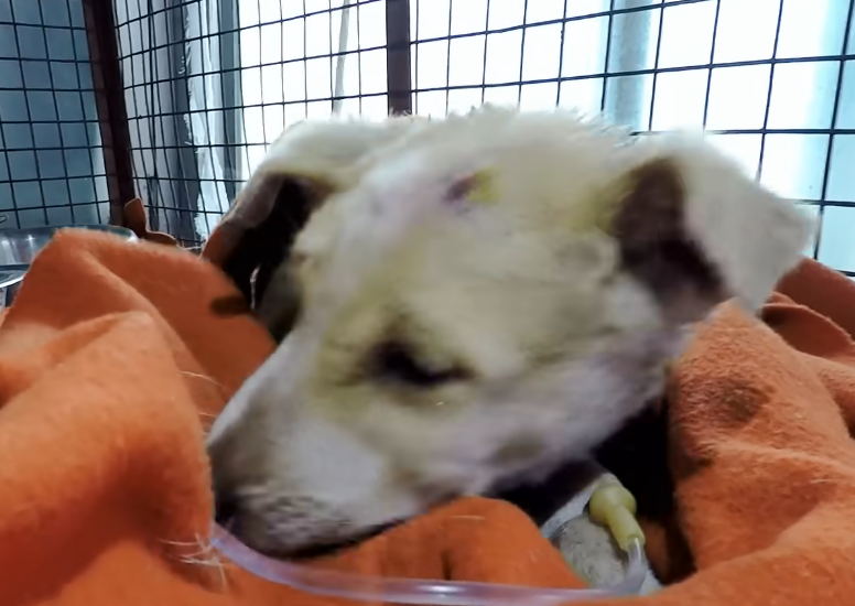 Heartbreaking Plea: Desperate Mother Begs for Help to Save Her Dying Puppy, Clinging to the Last Hopes of a Miracle