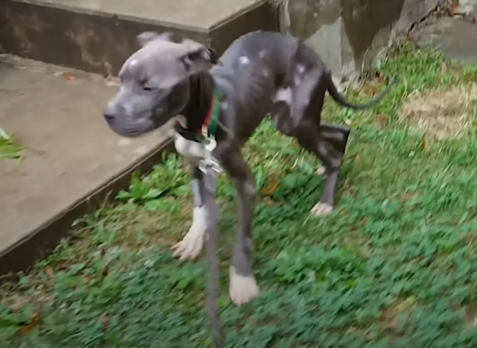 Starving Pit Bull Puppy Found Dying in Gutter Finds Love and Joy in a New Forever Home, So Happy Now