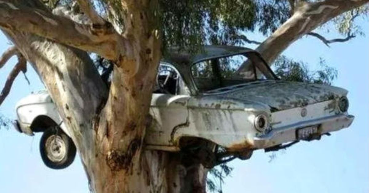 “I’m a Good Boy, Please don’t leave me again””! How heartbreaking! The dog clings to its owner’s leg upon realizing it’s about to be abandoned.