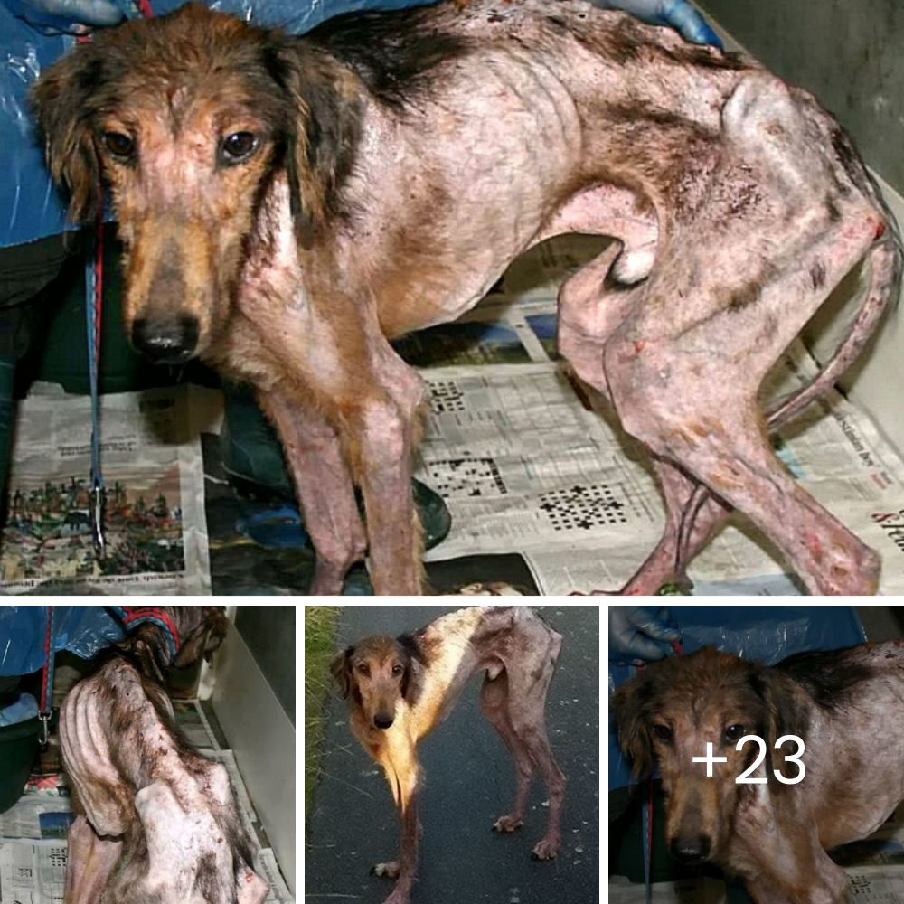 Giblet’s Heartbreaking Journey: Starved and Abandoned on the Roadside, A Dog’s Struggle for Survival and Hope for a New Life