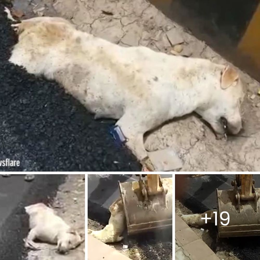 Heartbreaking Transformation: Stray Dog Found Near Death on Los Angeles Streets Embraces Life, Recovering Swiftly in Heartwarming Video