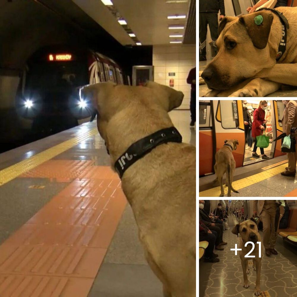 Conmovedora Celebración: Pequeño Perrito Llora de Felicidad al Ver que Su Familia Recordó Su Cumpleaños Especial