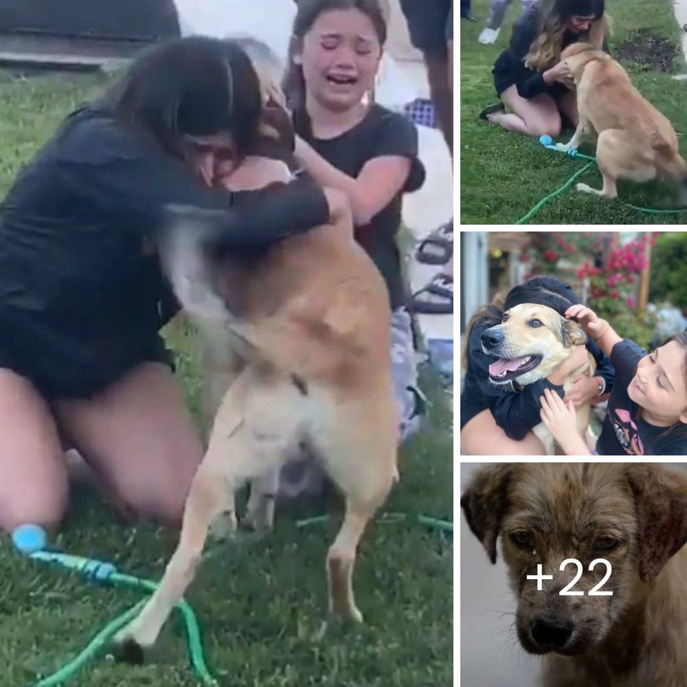 Rescatan a Pitbull Embarazada Abandonada en un Parque, Justo a Tiempo para que Dé a Luz y Encuentre un Hogar Amoroso.