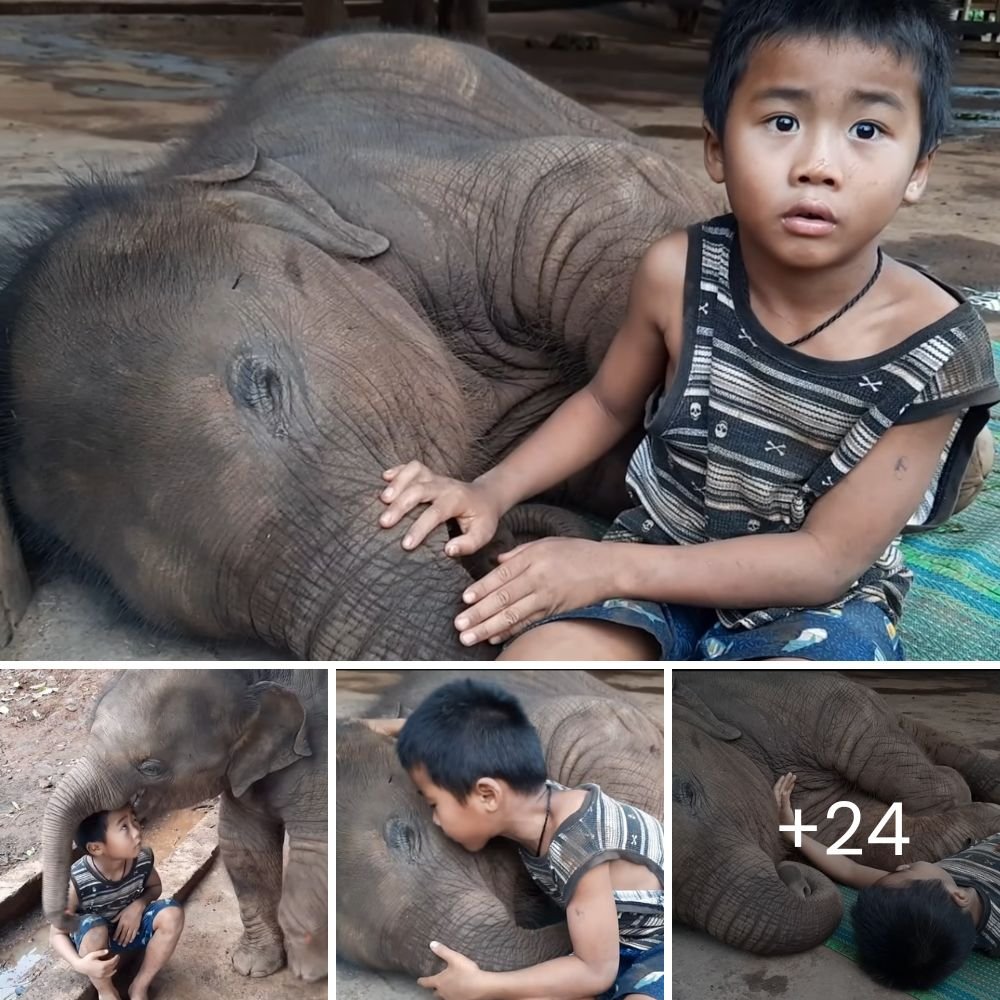 Embarazada y Derrumbada, Nadie se Detuvo a Ayudarla; Hoy, se Recupera Gracias a la Intervención de sus Héroes