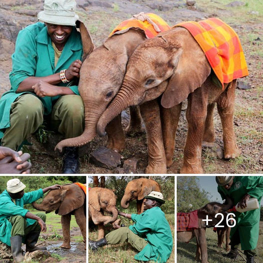 Touching Story: Hildana, an Elephant Who Lost Her Mother, Saved by Rescue Team Just When She Was Close to Death