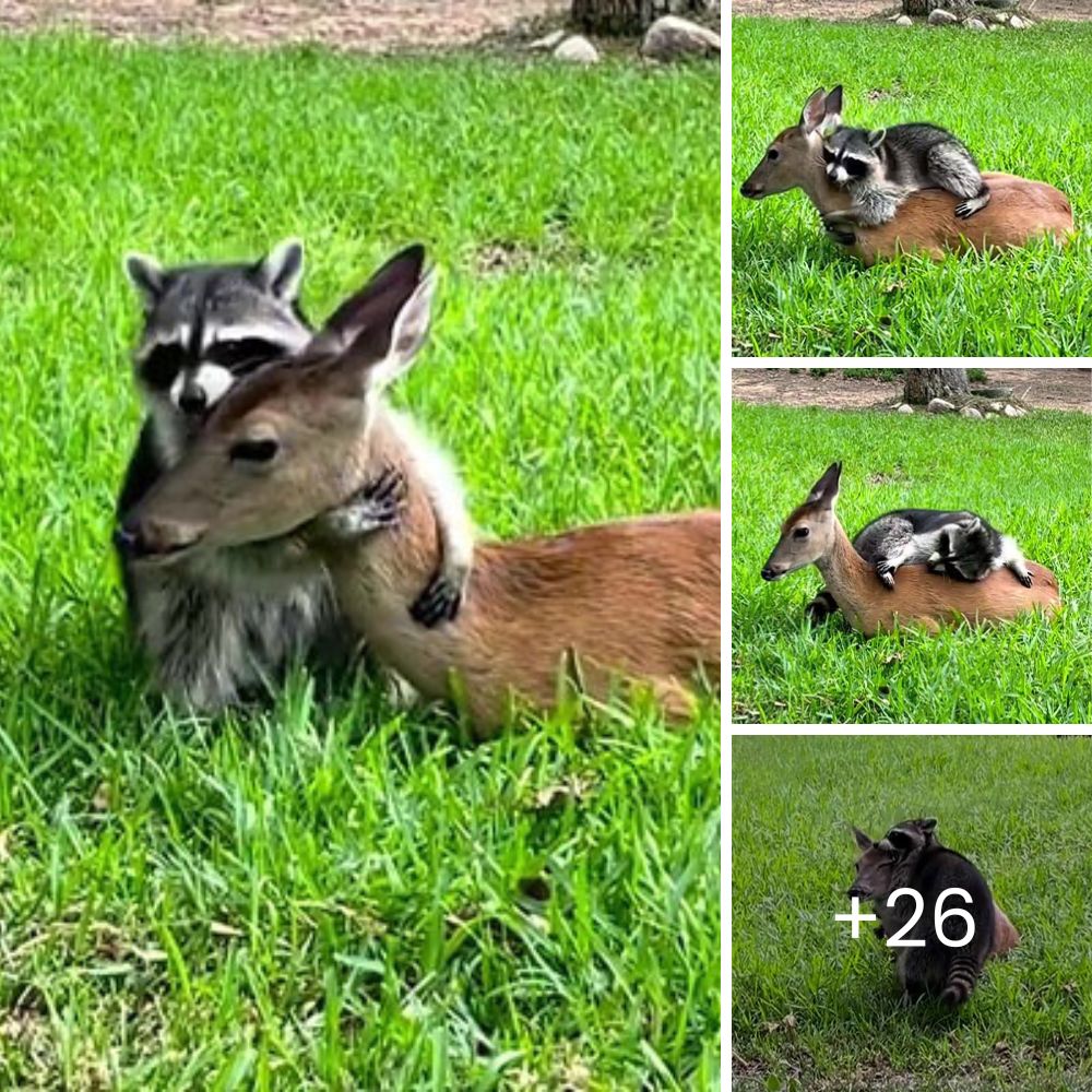 Little Lost Puppy Cries Tears of Joy as He’s Finally Rescued and Reunited with His Loving Family After Weeks