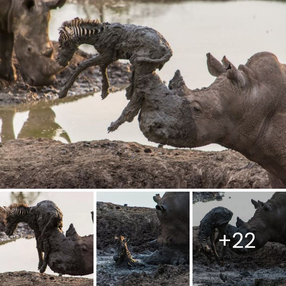 Rare Night Safari Encounter: Intense Interaction Between Hippo and Rhino Captured in Astonishing Wildlife Footage. Hippo Learns Lesson From Rhinos