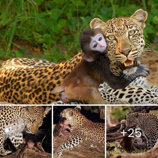 Devoted Dog Battles Through Floodwaters, Fighting to Save Her Puppies Amidst Unimaginable Devastation and Overwhelming Despair