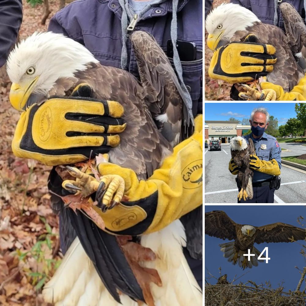 How wonderful! Injured Bald Eagle Rescued by U.S. Park Police Officer Along Baltimore-Washington Parkway