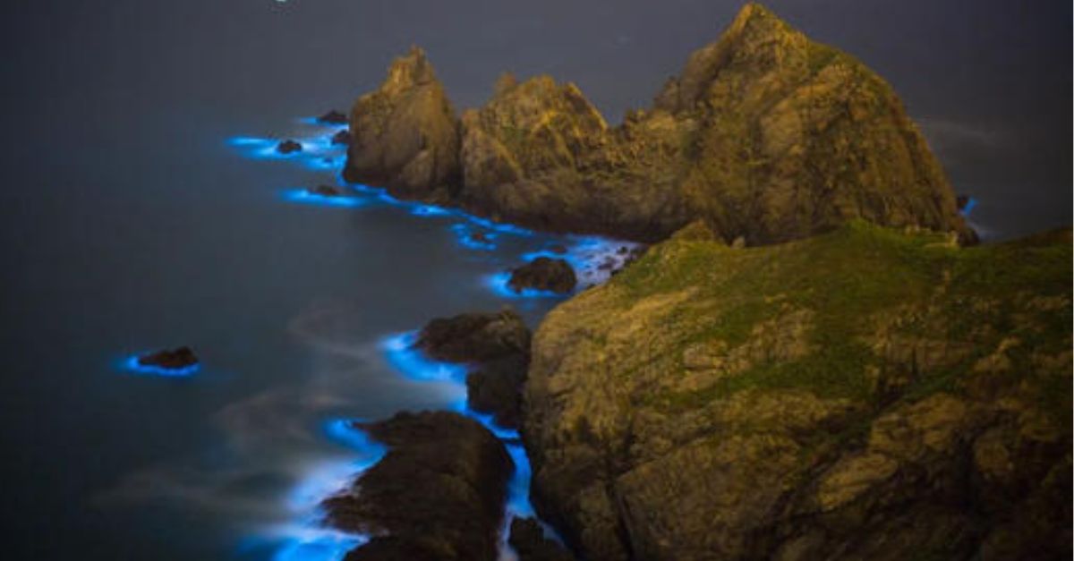 Conmovedor Superviviente: Cachorrito de 3 Patas Lucha por su Vida Tras Ser Rechazado por su Madre al Nacer