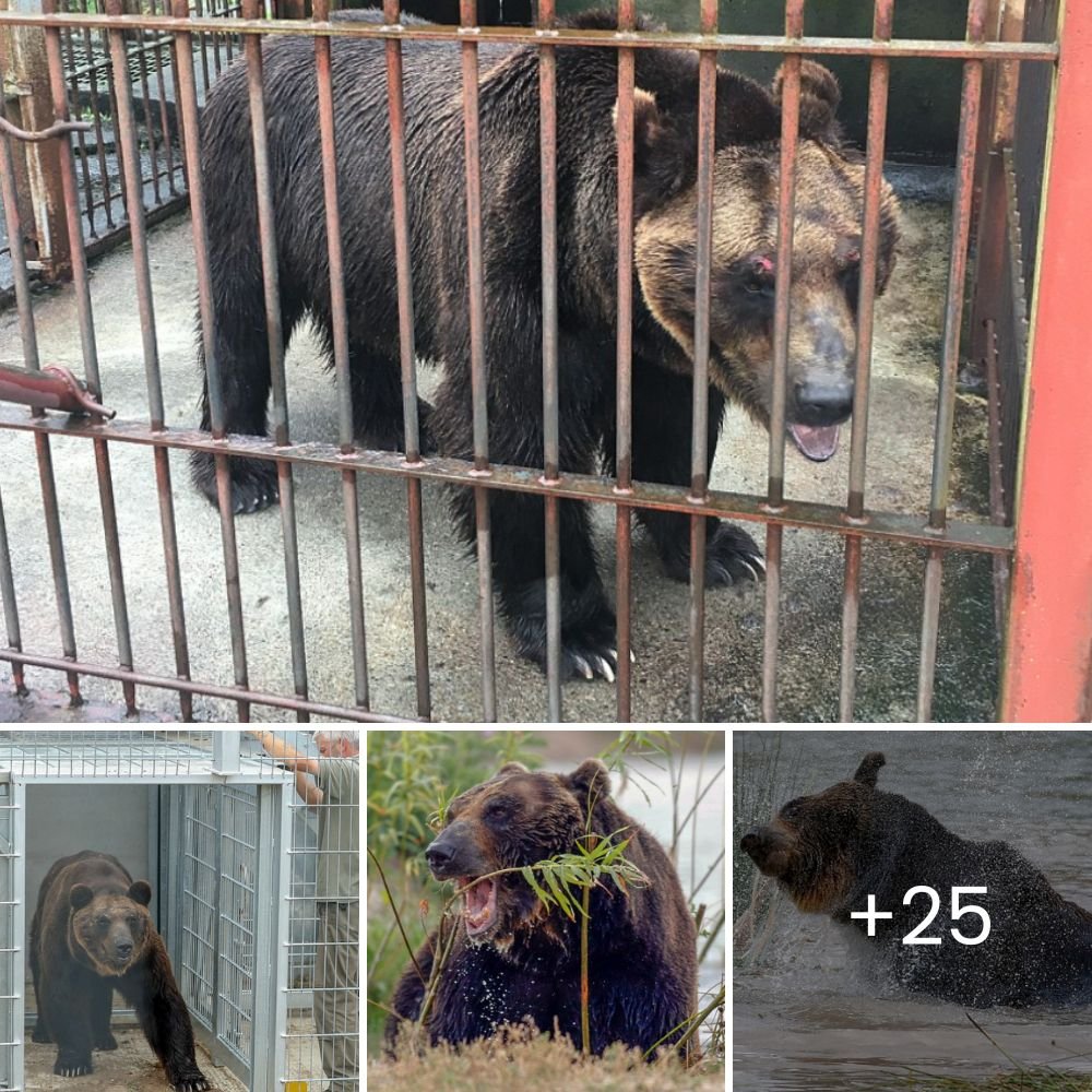 From 17 Years of Confinement to a New Beginning: Ussuri Brown Bear Kai Tastes Freedom After an 18-Month British-Led Rescue, Walking Out of His Tiny Cage into a Brighter Future