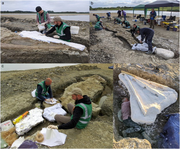 ‘Rutland Sea Dragon’ Excavation: Largest ichthyosaur skeleton ever found in the UK ,Whitby Mudstone Mutation, Toarcian, Early Jurassic.nb