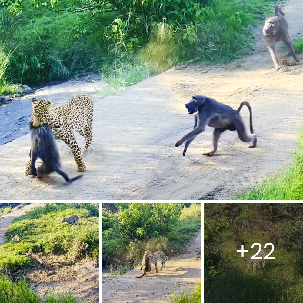 Tears of Relief: Chained Dog Behind Abandoned House Overwhelmed with Joy as Rescuers Finally Find and Free Him
